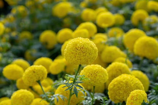 Marigold flowers so beautiful in the garden.