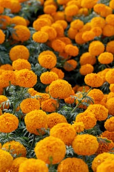 Marigold flowers so beautiful in the garden.