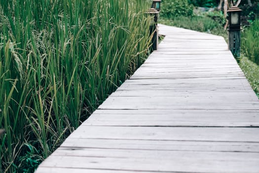 rice paddy field beside walkway pathway in farm