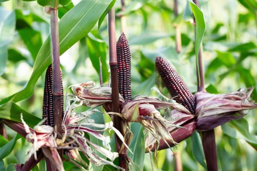 red sweet corns in green leaves on a farm field.