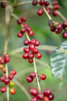 Fresh Arabica Coffee beans ripening on tree in North of thailand.