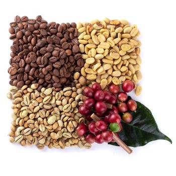 Fresh Coffee Red Berry branch ,Coffee beans and Roasted coffee beans isolated on white background.