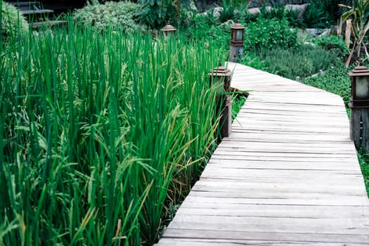 rice paddy field beside walkway pathway in farm