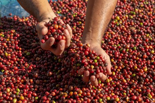 Fresh Arabica Red Coffee beans berries in hand
 and Drying Process.