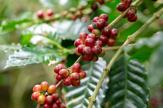 Fresh Arabica Coffee beans ripening on tree in North of thailand.