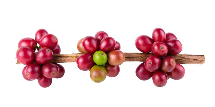Fresh Arabica Coffee beans ripening isolated on white background.