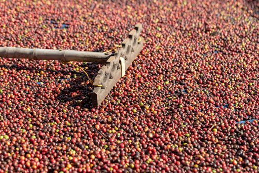 Fresh Arabica Red Coffee beans berries and Drying Process.