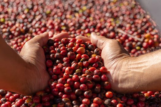 Fresh Arabica Red Coffee beans berries in hand
 and Drying Process.