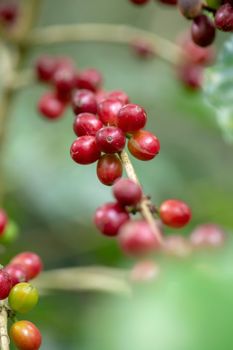 Fresh Arabica Coffee beans ripening on tree in North of thailand.