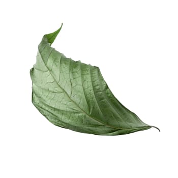 Dry leaf isolated on a white background.