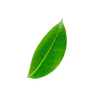 Green leaves isolated on a white background.