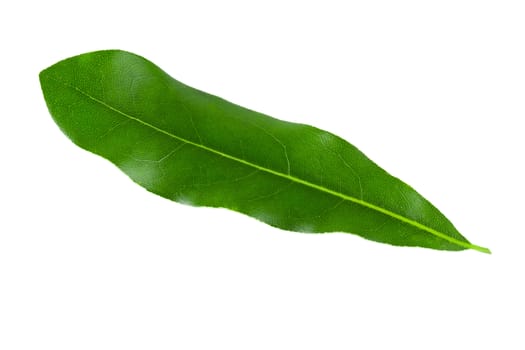 Green Macadamia leaves isolated on a white background.