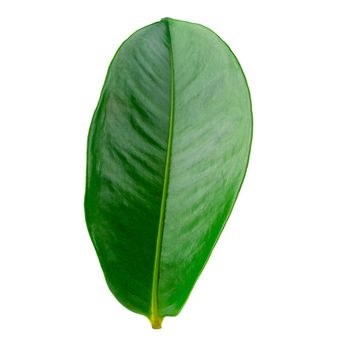 Mangosteen leaves isolated on a white background.