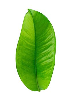 Mangosteen leaves isolated on a white background.