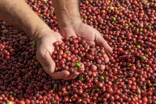 Fresh Arabica Red Coffee beans berries in hand
 and Drying Process.