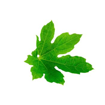 Single a green leaf of tomato isolated on white background