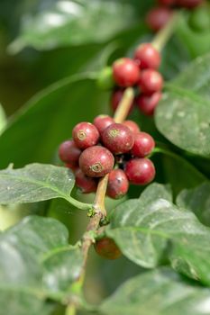 Fresh Arabica Coffee beans ripening on tree in North of thailand.