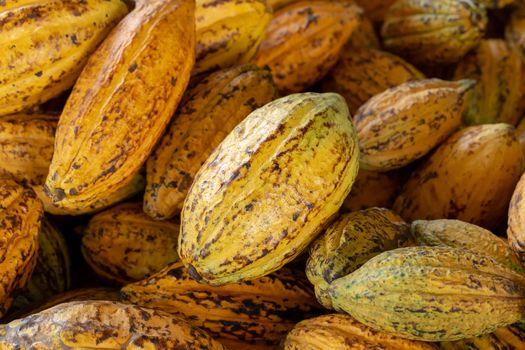 Cacao fruit, raw cacao beans and Cocoa pod background.