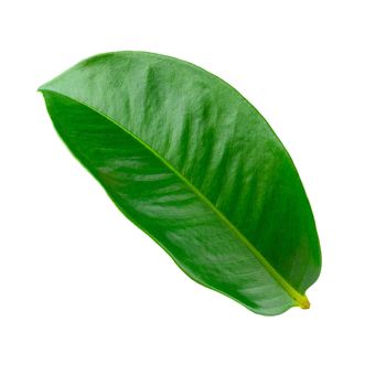 Mangosteen leaves isolated on a white background.