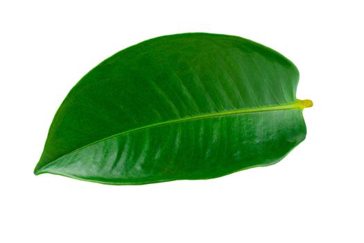 Mangosteen leaves isolated on a white background.