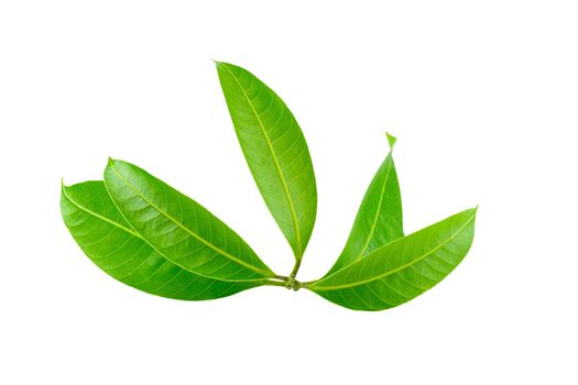 Green leaves isolated on a white background.