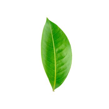 Green leaves isolated on a white background.