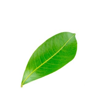 Green leaves isolated on a white background.