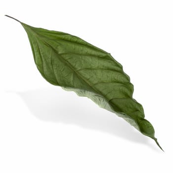 Dry leaf isolated on a white background.