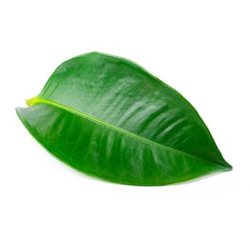 Mangosteen leaves isolated on a white background.