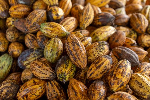 Cacao fruit, raw cacao beans and Cocoa pod background.