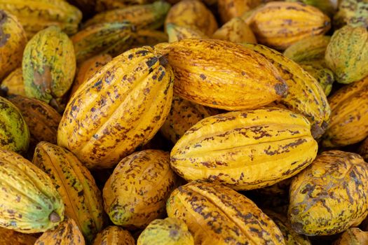 Cacao fruit, raw cacao beans and Cocoa pod background.