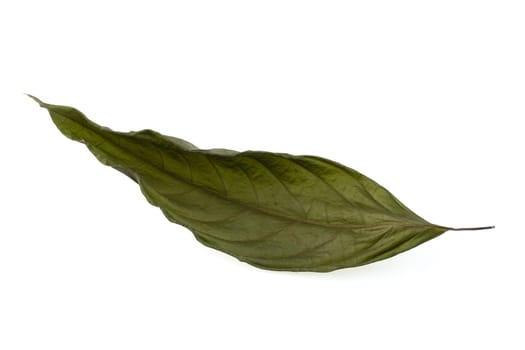 Dry leaf isolated on a white background.