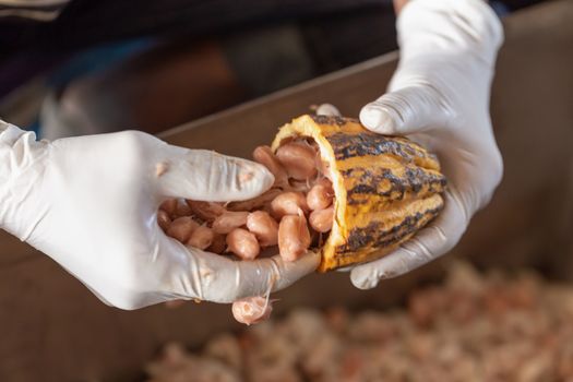 man holding a ripe cocoa fruit with beans inside and Bring seeds out of the sheath.