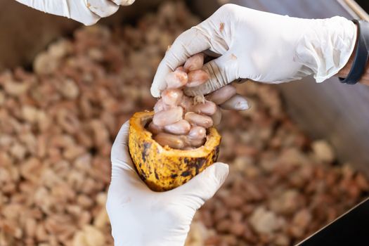 man holding a ripe cocoa fruit with beans inside and Bring seeds out of the sheath.