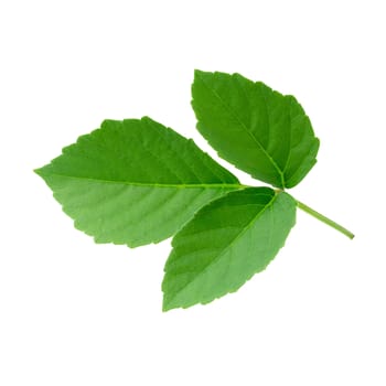 Green leaves isolated on a white background.