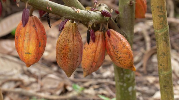 Cacao fruit, raw cacao beans, Cocoa pod on tree.