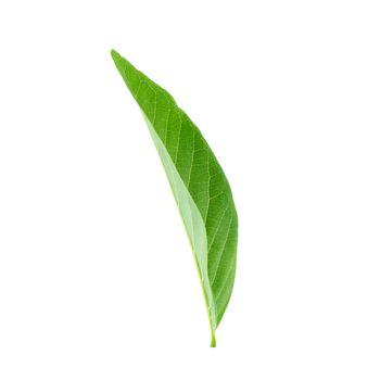 Green leaves isolated on a white background.