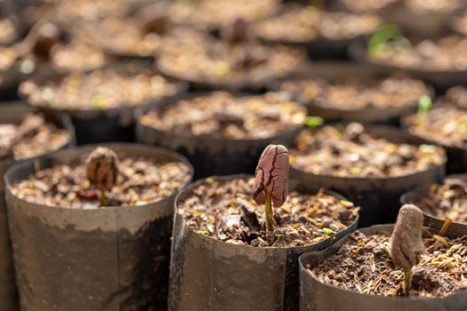 Cocoa trees is growing new on the farm.