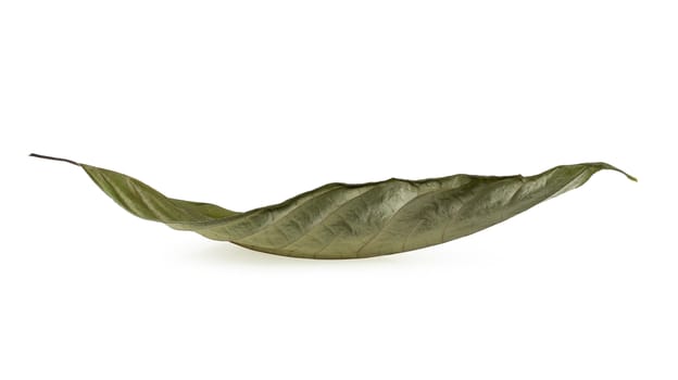 Dry leaf isolated on a white background.