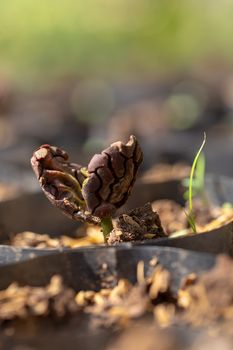 Cocoa trees is growing new on the farm.