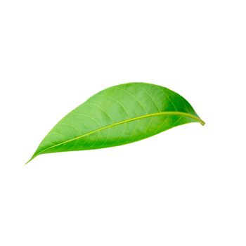 Green leaves isolated on a white background.