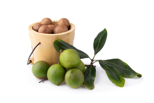 Macadamia nuts isolated on a white background.