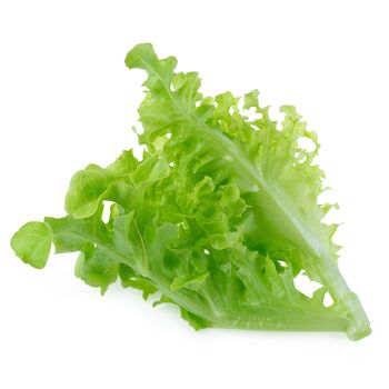 Green oak leaf lettuce isolated on white background.