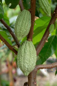 Cacao fruit, raw cacao beans, Cocoa pod on tree.