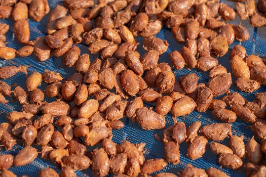 Drying raw Cocoa beans in the agricultural industry.