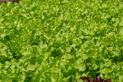 Fresh Green Oak lettuce leaves, Salads vegetable hydroponics farm.