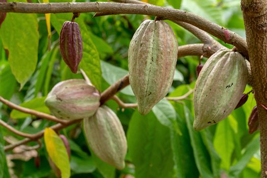 Cacao fruit, raw cacao beans, Cocoa pod on tree.