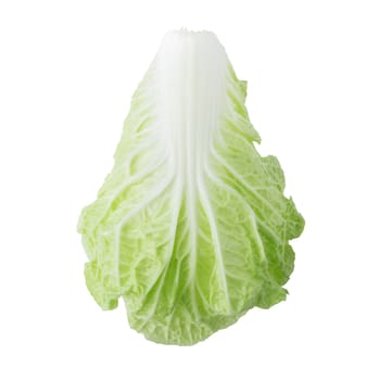 fresh chinese cabbage isolated on a white background.