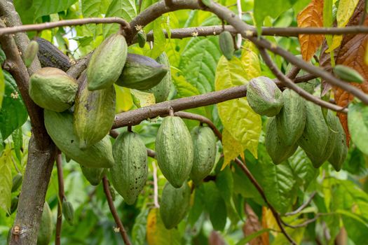 Cacao fruit, raw cacao beans, Cocoa pod on tree.