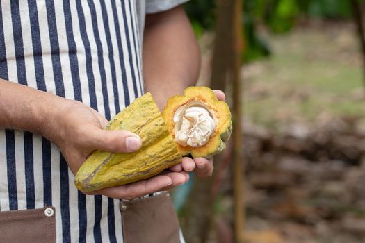 Cacao fruit, Fresh cocoa pod in hands, Cocoa pod on tree.